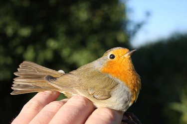 Gefangenes Rotkehlchen im Maisfeld