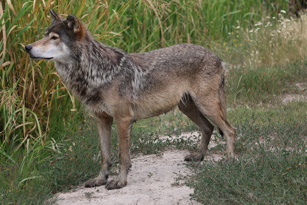 Ein Wolf steht auf einem Weg