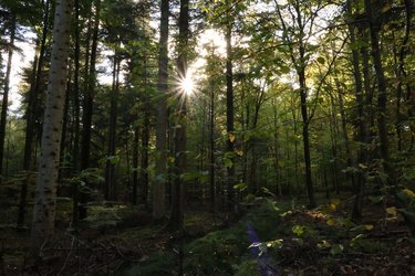 Blick in einen Waldbestand. Die Sonne strahlt duch das Kronendach.
