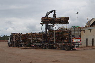 Brasilianische Forst- und Holzwirtschaft