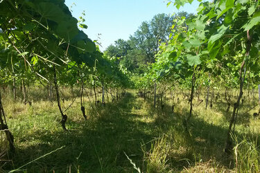 Blick in einen Weinberg