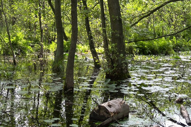 Blick in einen überflueten Auewald