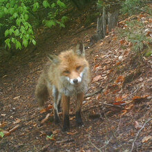 Fuchs im Wald