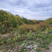 Blick auf einen rekultivierten Deponiekörper mit Übergang zur Waldsaumbepflanzung