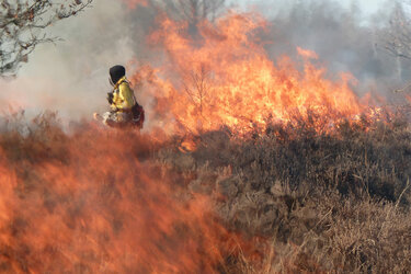 Feuerwehrmann in einem Waldbrand