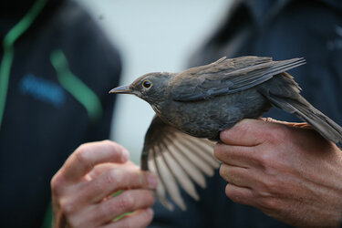 Vogel auf der Hand