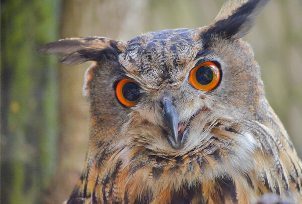 Vortrag: Greifvogelkunde Vortrag: Greifvogelkunde