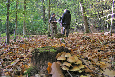 Student bei Waldbauübung im Lehrwald der Hochschule Rottenburg. Im Vordergrund Pilze am Baumstumpf.