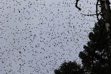 Monarchfalter im Schutzgebiet Sierra Chincua