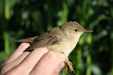 Gefangener Teichrohrsänger im Maisfeld