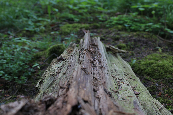 Liegendes Totholz im Wald