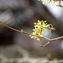 Biene an einer Blüte