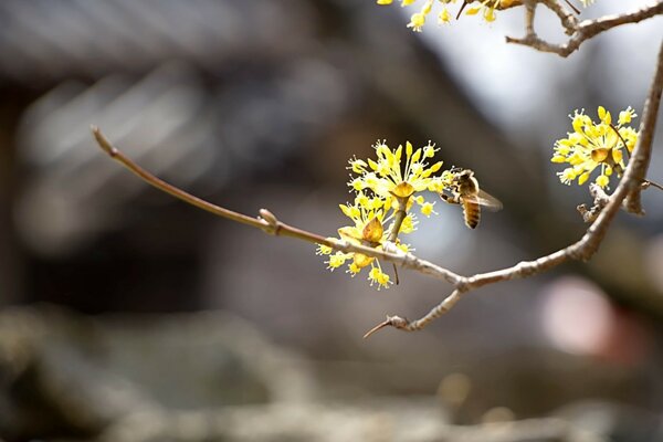 Biene an einer Blüte