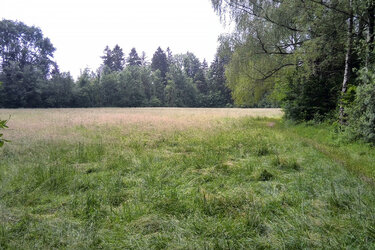 Blick auf eine Waldlichtung