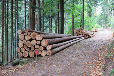 Rundholz an einem Waldweg 