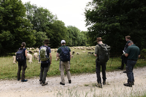 Studierendengruppe von hinten mit Blick auf eine Waldweide mit grasenden Schafen. Copyright: Margarethe Hergott und Anton Lehmkuhl