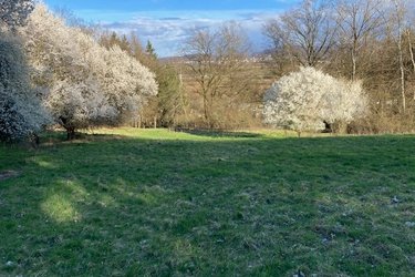 Blick auf eine Wiese mit blühenden Sträuchern