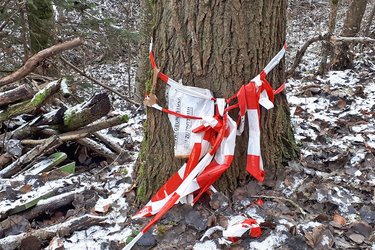 Altes Absperrband im Wald