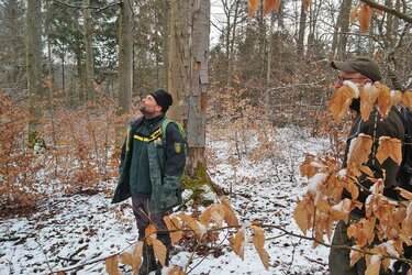 Revierleiter Winfried Seitz steht im Wald und blickt in die Kronen