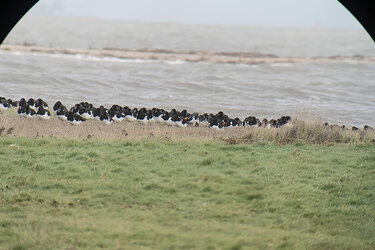 Blick durch ein Spektiv auf Vögel am Strand