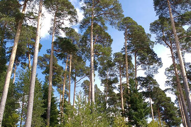 Blick auf einen Waldbestand