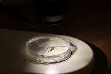 Nahaufnahme eines Wassertiers in einer Petrischale
