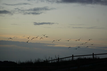 Vogelschwarm am Abendhimmel