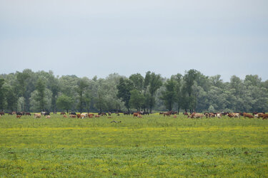 Kühe auf einer weitläufigen Weide