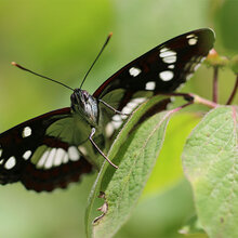 Nahaufnahmen: Blauschwarzen Eisvogels (Limenitis reducta)