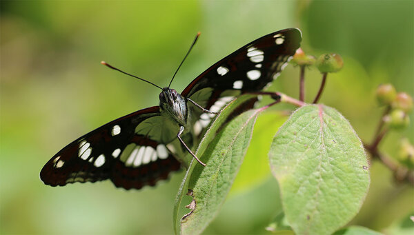 Nahaufnahmen: Blauschwarzen Eisvogels (Limenitis reducta)
