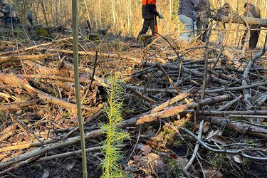 Frisch gepflanztes Bäumchen im Vordergrund und im Hintergrund Schüler beim Pflanzen