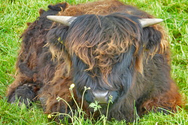 Kälbchen liegt auf der Wiese