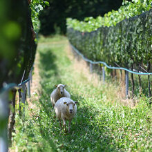 Zwei Schafe laufen durch den Weinberg