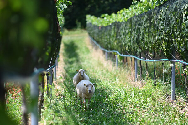 Zwei Schafe laufen durch den Weinberg