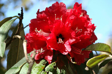 Bild einer roten Blume