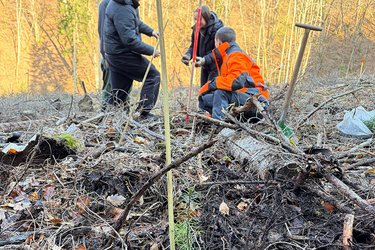 Frisch gepflanztes Bäumchen im Vordergrund und im Hintergrund Schüler beim Pflanzen