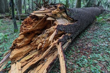 Im Wald liegender umgestürzter Baum