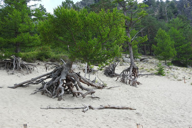 Kiefern im Sand