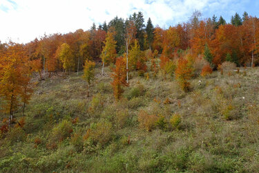 Blick auf einen lichten Waldbestand mit Herbstfärbung