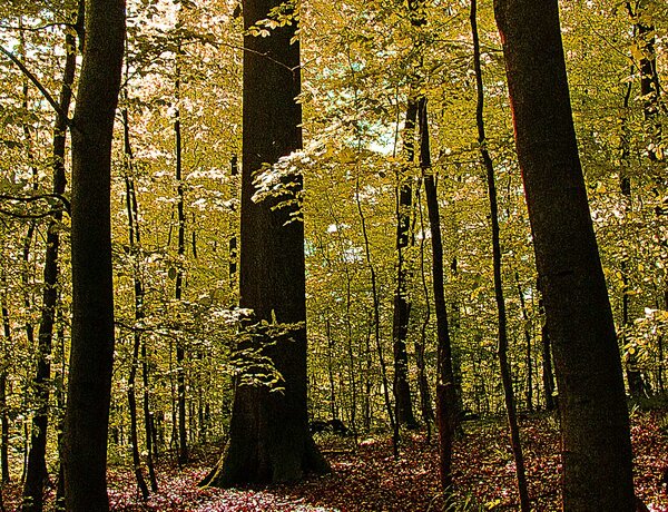 Naturnah bewirtschafteter Buchenwald auf der Schwäbischen Alb 