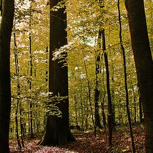 Naturnah bewirtschafteter Buchenwald auf der Schwäbischen Alb 