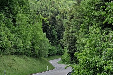 Blick entlang einer Straße durch den Wald