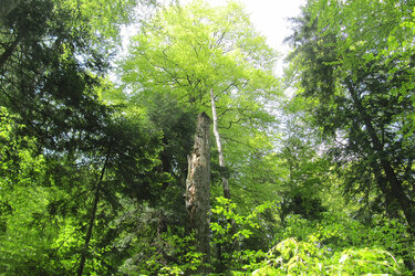 Blick auf einen Totholstamm im grünen Wald.