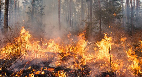 Bodenbrand in einem Wald