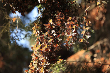 Überwinternde Monarchfalter