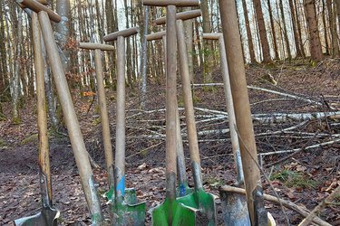 Mehrere Pflanzspaten stecken im Waldboden nebeneinander