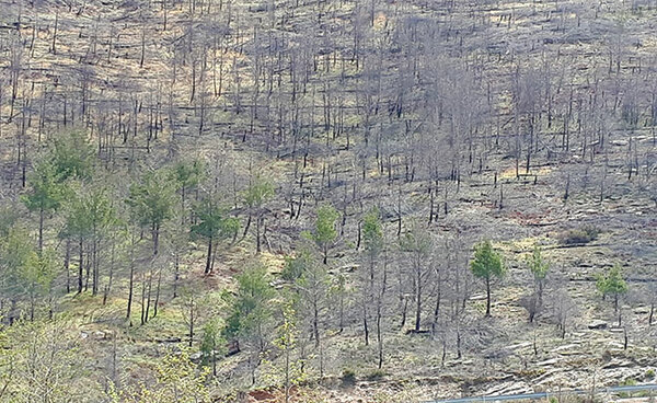 Blick auf ehemalige Waldbrandfläche