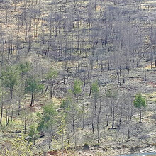 Blick auf ehemalige Waldbrandfläche