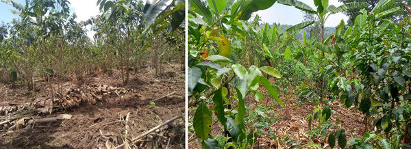 affeeanbau in Monokultur (links) und mit agroforstlicher Nutzung (rechts) in Burundi
