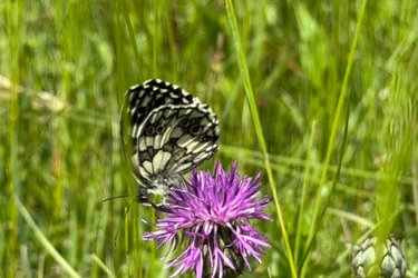 Schmetterling auf Blume